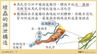 放大聲音108選生三 32 排泄作用1代謝廢物與動物的排泄構造 [upl. by Shayna]