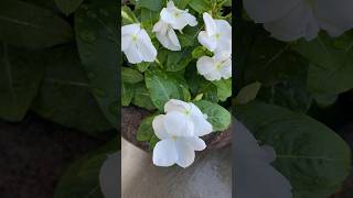 Vinca Catharanthus Roseus White Blooms [upl. by Dahij]