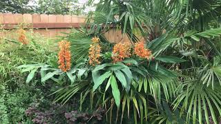 Hardy ginger is a great tropical looking plant [upl. by Wootan786]