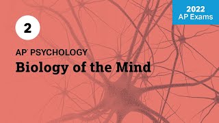 2022 Live Review 2  AP Psychology  Biology of the Mind [upl. by Gamin]