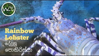 Rainbow lobsterOrnate rock lobster  Wild World TV  Underwater  1 [upl. by Lorelei]