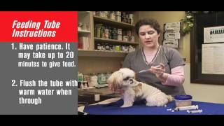 How to Tube Feed Your Pet [upl. by Althea]