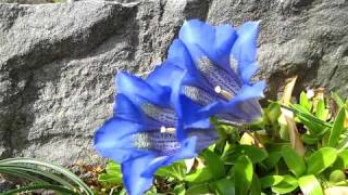 Gentiana acaulis [upl. by Lardner]