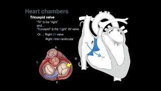 DETAILED Anatomy of the Heart Chambers [upl. by Balkin269]