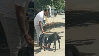 Yah bejuba hai ise pyar Karen ❤️🙏😢 doglover shorts shortsfeed ytshorts trending viralvideo [upl. by Ahtram644]