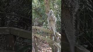 Flagrante de um ouriçocacheiro no Recanto Ecológico Rio da Prata🐾✨️ [upl. by Thorn675]