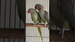 🦜olive Alexandrine parrotparrotuniverse trendingshorts birds viralvideo [upl. by Theola]