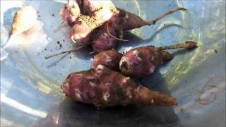 Jerusalem artichoke Helianthus tuberosus Wild plant food [upl. by Midan465]