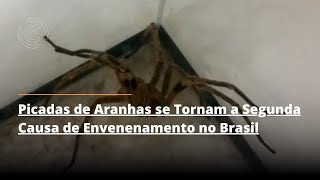 Picadas de Aranhas se Tornam a Segunda Causa de Envenenamento no Brasil [upl. by Ilaire]