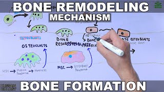 Bone Remodeling Mechanism [upl. by Clauddetta40]