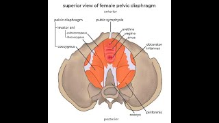 Anatomy of the Levator Ani muscles Puborectalis Pubococcygeus and iliococcygeus [upl. by Assilak]