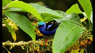 Red Legged Honeycreeper Cyanerpes cyaneus mated pair feeding in Costa Rica [upl. by Nats135]