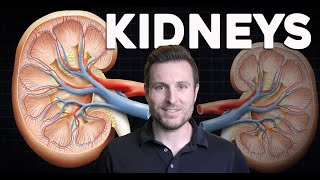 How do the Kidneys work Renal Physiology and Filtration Explained for Beginners  Corporis [upl. by Naud]