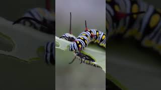 Caterpillars Eating caterpillar [upl. by Eelek]