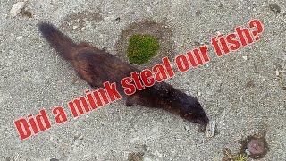 did a mink steal our fish [upl. by Mylan708]