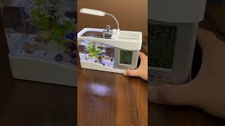 Mini Home Fish Tank 🤯 [upl. by Enyrat]