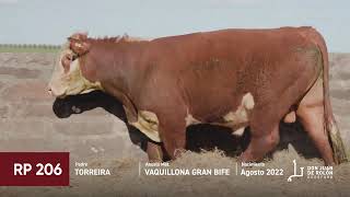 Lote 19 Toro polled hereford PC RP 206 [upl. by Tabor129]