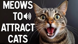 Meows to attract cats  make your cat reacts [upl. by Ybbed73]