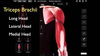 The Posterior Compartment Of The Arm [upl. by Srednas]