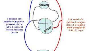 La Circolazione del Sangue animazione con audio [upl. by Yrennalf]