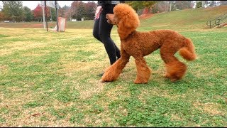 Teach a Dog to Walk Backwards  Reverse Heel [upl. by Sibel]