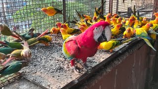 All Birds Are Available like Green wing macaw African grey parrot White bellied Caique and etc [upl. by Schiffman]