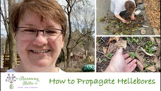 How to Propagate Hellebores 🌸🌺❤️ [upl. by Urbanus]