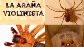 La araña violinista o Loxosceles reclusa Loxoscelismo y Veneno arañaviolinista [upl. by Hgierb]