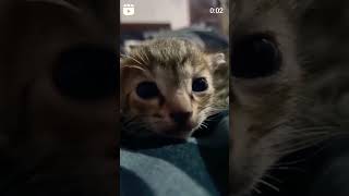 Tiger meow cute kitten meow funny [upl. by Rollie]