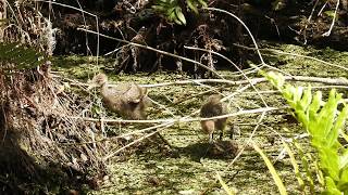 Limpkins on the Move Part 5 [upl. by Eylk381]