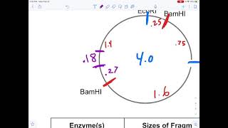 Plasmid Restriction Mapping 2 [upl. by Etnuhs]