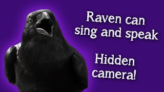 Fable the Raven  Raven speaks and singshidden camera [upl. by Barabbas]