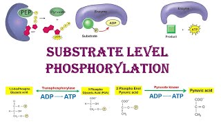 Substrate Level Phosphorylation  Phosphorylation  Respiration  Dr Ghanshyam Jangid [upl. by Ettelohcin]