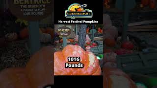 Harvest Festival Giant Pumpkins [upl. by Sharron]