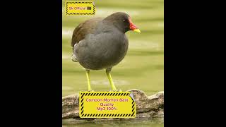 Common moorhen Bird 2024 ডুংকোর পাখির নতুন ডাক  ডুংকোর পাখি [upl. by Dee]