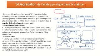 Les réactions responsables de la libération de lénergie emmagasinée dans la matière organique [upl. by Pascia851]