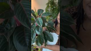 Aglaonema Silver Princess Care chineseevergreen [upl. by Anotyad]