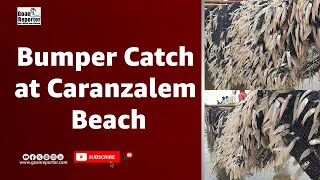 Goan Reporter News Bumper Catch at Caranzalem Beach [upl. by Dambro]