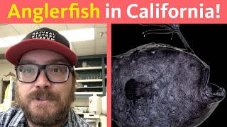 Why are Anglerfish washing up on California beaches FootballFish AnglerFish losangeles [upl. by Boaten]