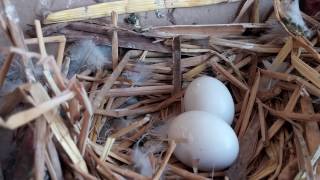 How long does it take to hatch a pigeons eggs 1719 days high flying Pigeons [upl. by Ahern]