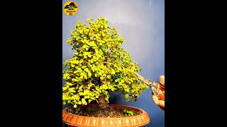 CREATE BONSAI  SHORTS bonsai bonsaitree howtomakebonsai [upl. by Odnamla]