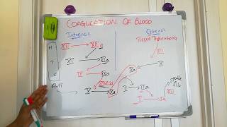 coagulation of blood [upl. by Harman]