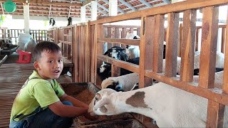 Kambing dan Domba Lucu di Kandang yang Mewah [upl. by Vandyke]