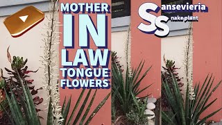 Mother in Law Tongue Flowers  Sansevieria  Snake plant  Japan [upl. by Sille]