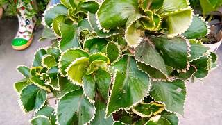 Acalypha plant care and grow tips [upl. by Artened]