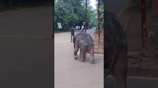 Elifant shorts edit video viralvideo animals love [upl. by Drabeck240]