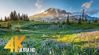 4K Mount Rainier National Park  Nature Relax Video Summer Scenery  2 HRS [upl. by Pollock]