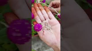 How to collect gomphrena seeds shortvideo gardening [upl. by Seiuqram]