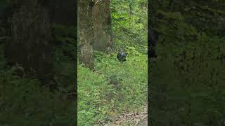 Cades cove tennessee [upl. by Stortz]