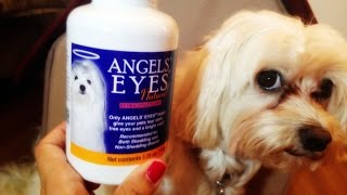 Dog Product Review  Angel Eyes Week 1 For Tear Staining [upl. by Udelle106]